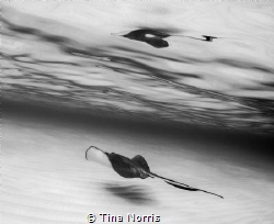 Reflection and Elegance in Black & White! by Tina Norris 